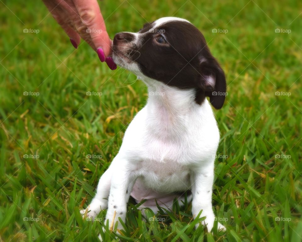 A woman stroking dog