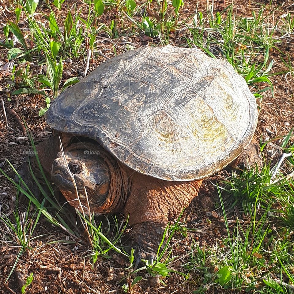 A snapping turtle out in our backyard.