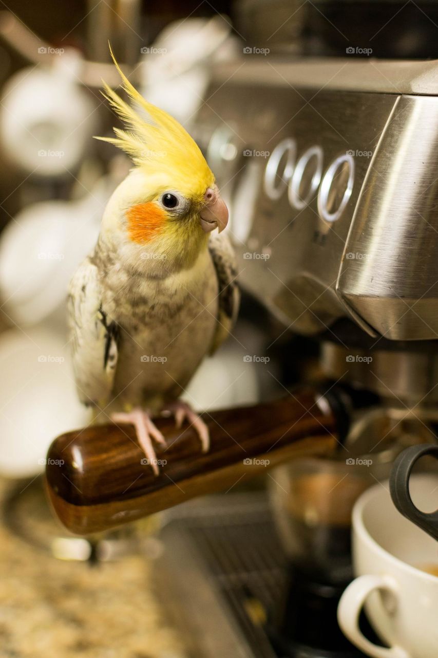 Cuky making a coffee
