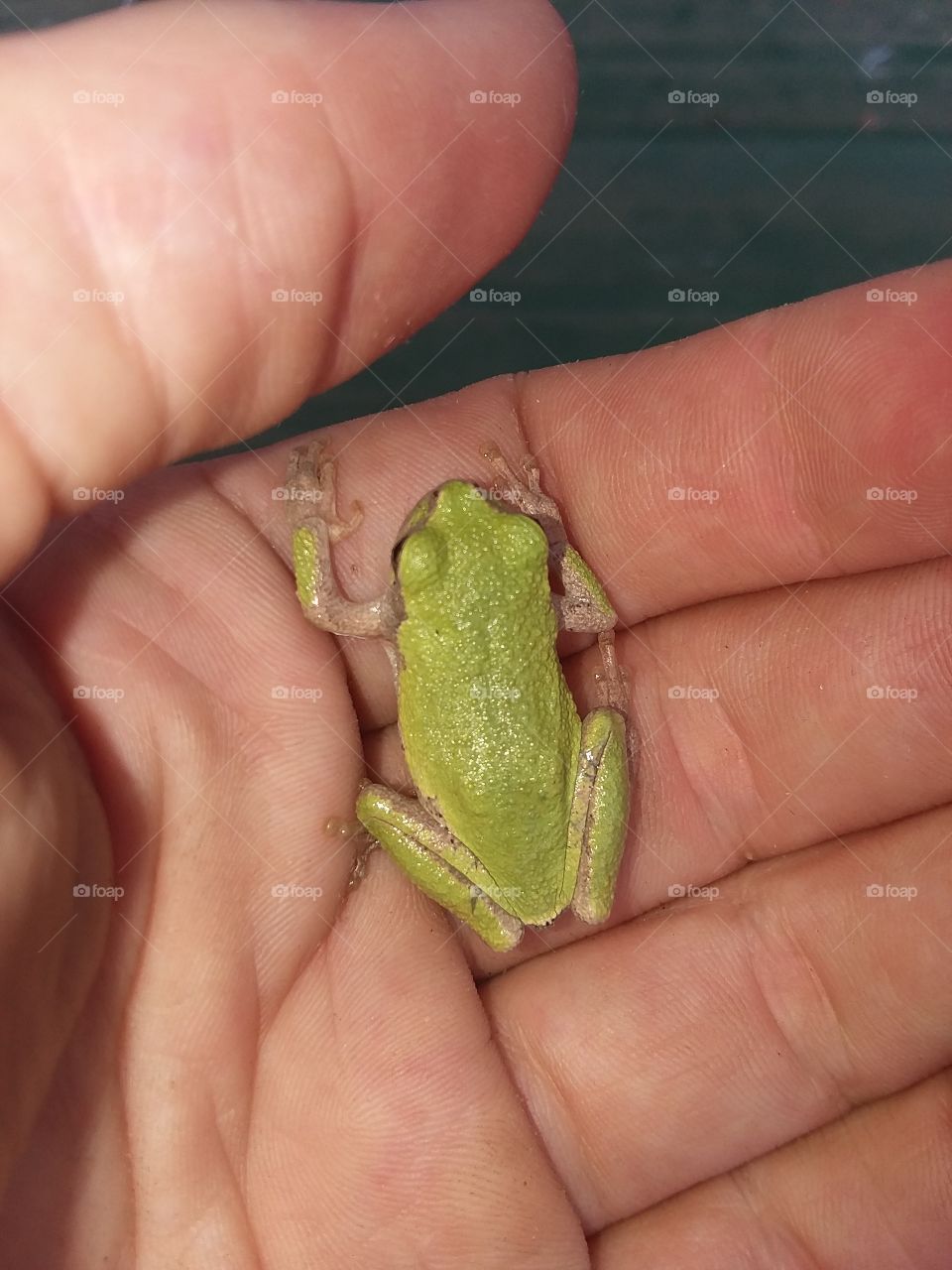 frogger!