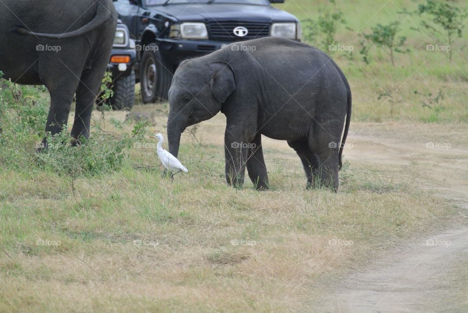 Playful baby elephant. 
