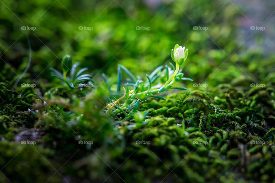 Green! Delicate moss flower on a bed of green moss. Macro closeup image of moss plant and flower.