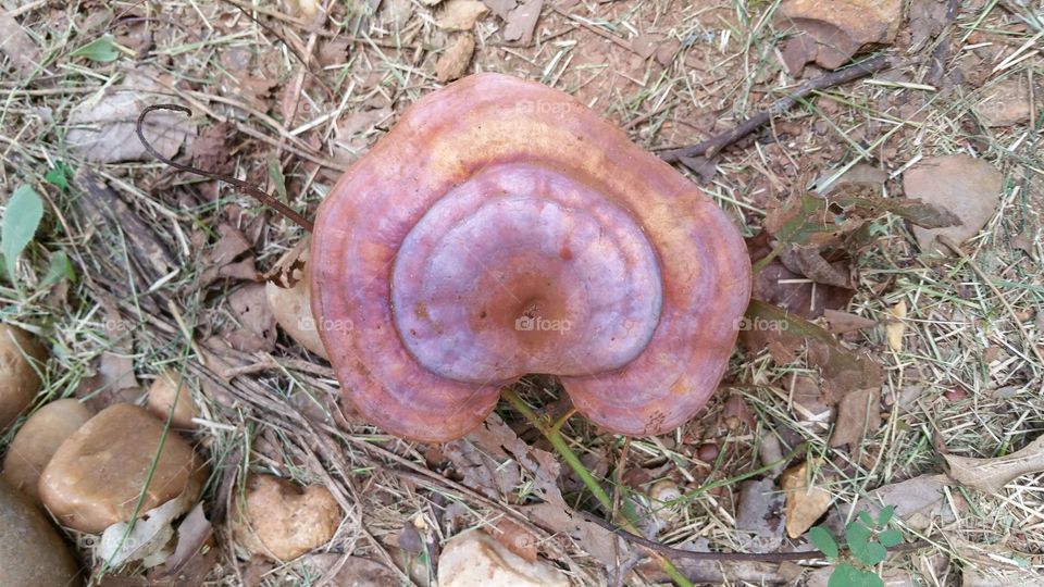 Heart Shaped Mushroom