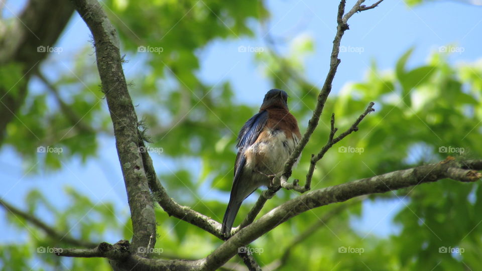 Blue bird in a tree