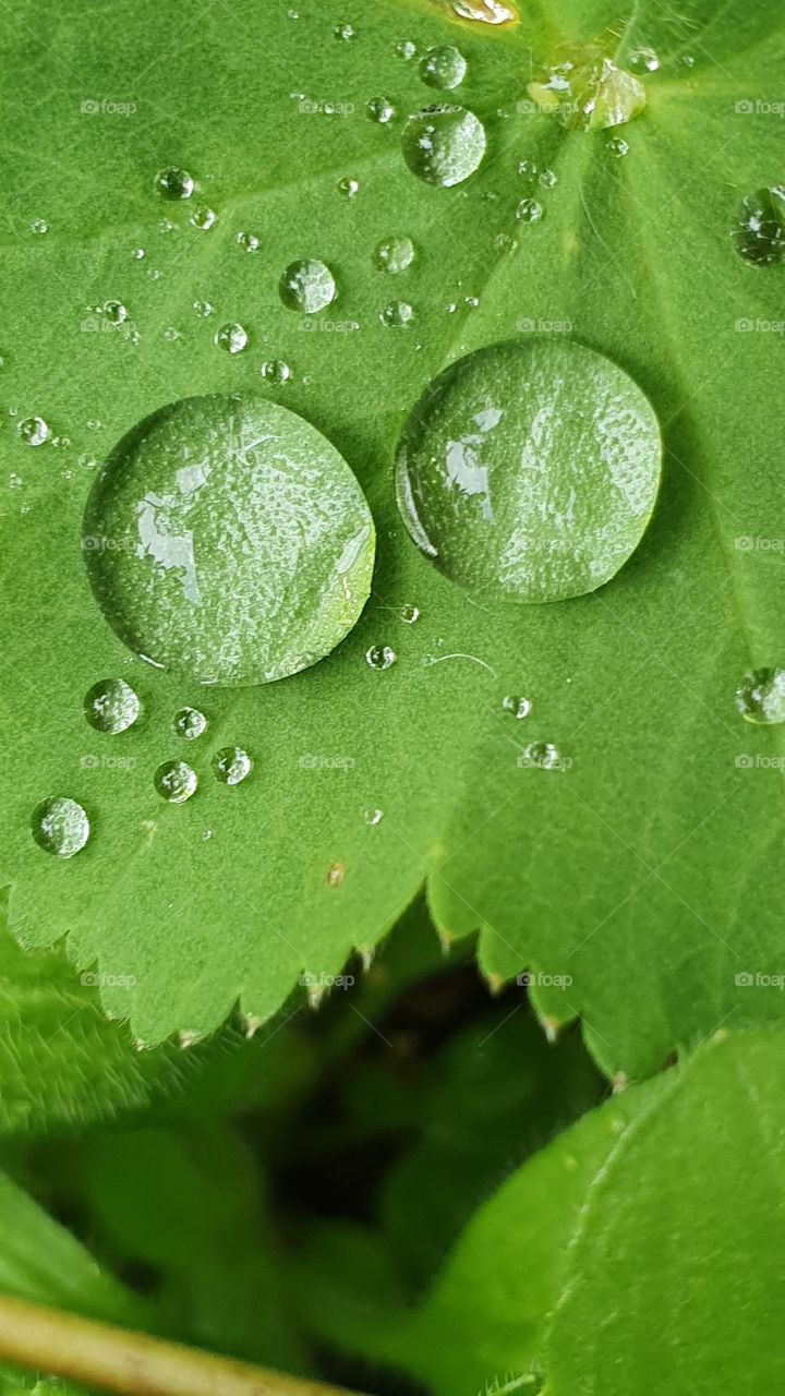 spherical water drops on leave