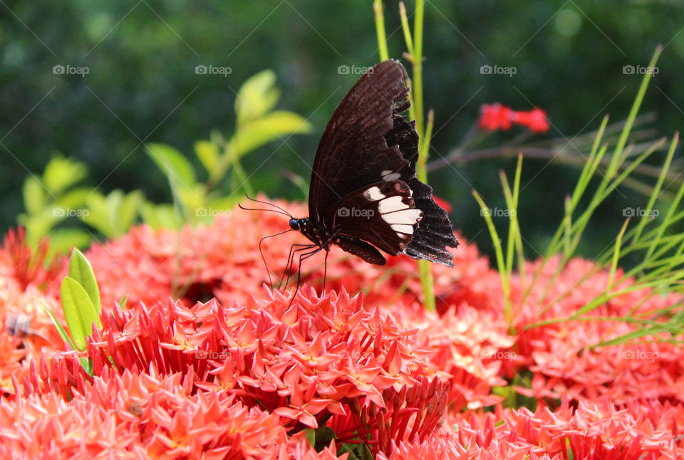 Red butterfly and red flowers