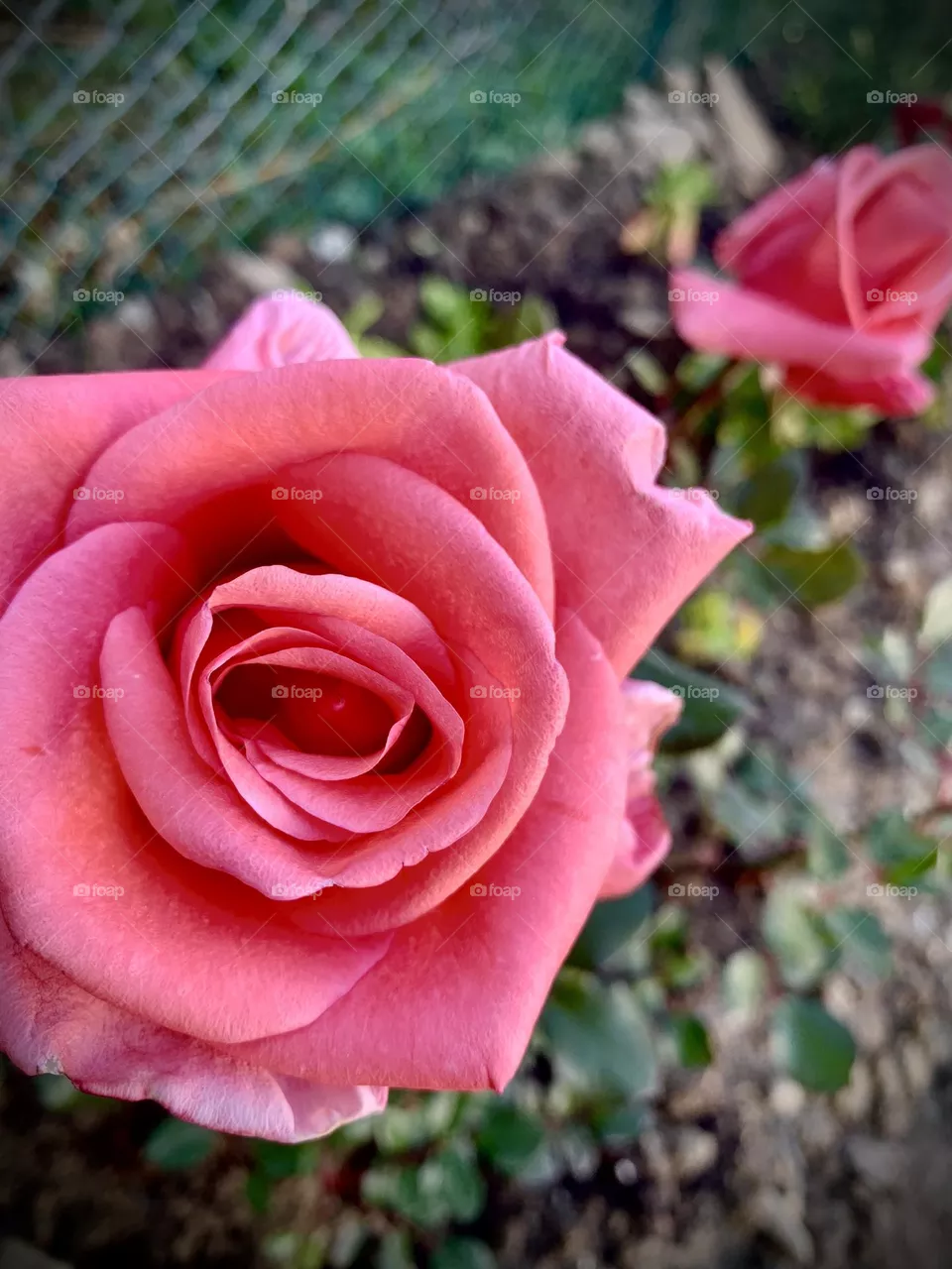 Rose Rose 🌷