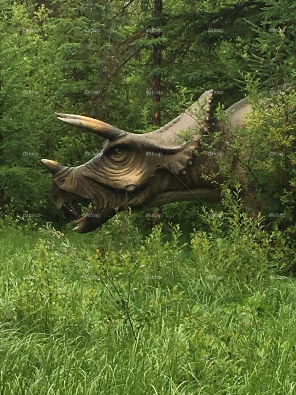 Triceratops at Jurado forest 
