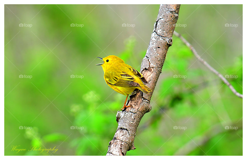 yellow warbler