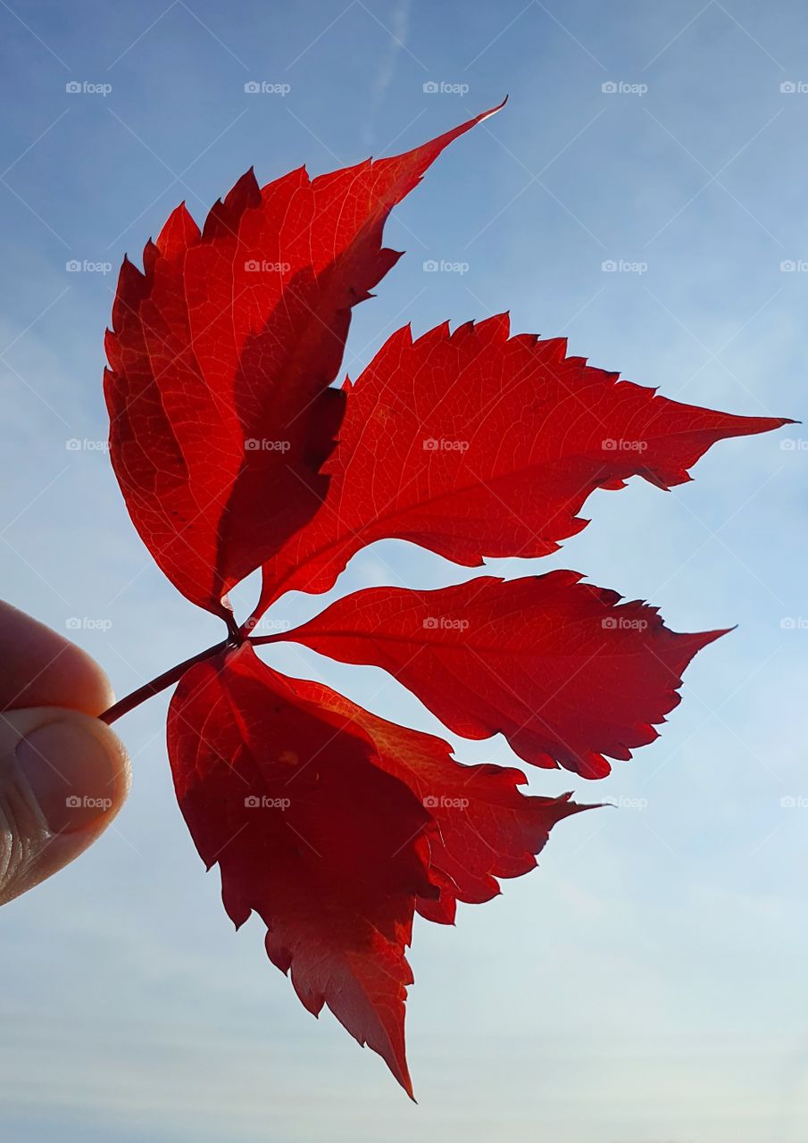 Red autumn Leaf
