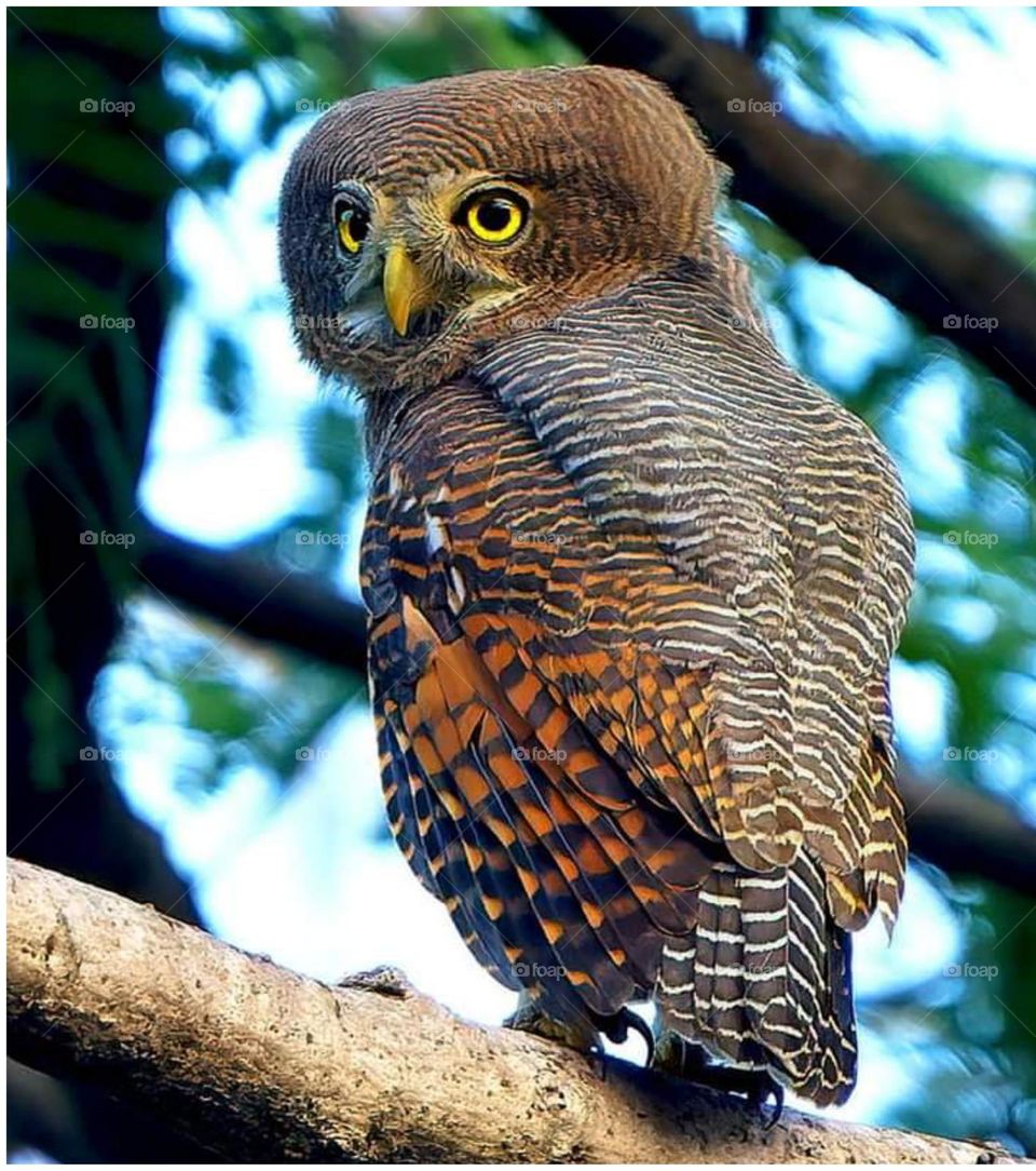 owl Bird
