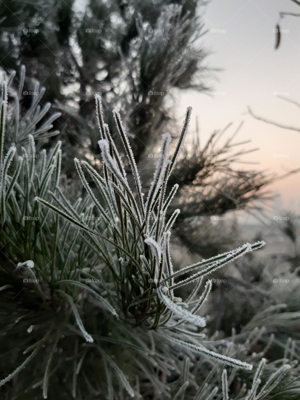 Frosted Plants
