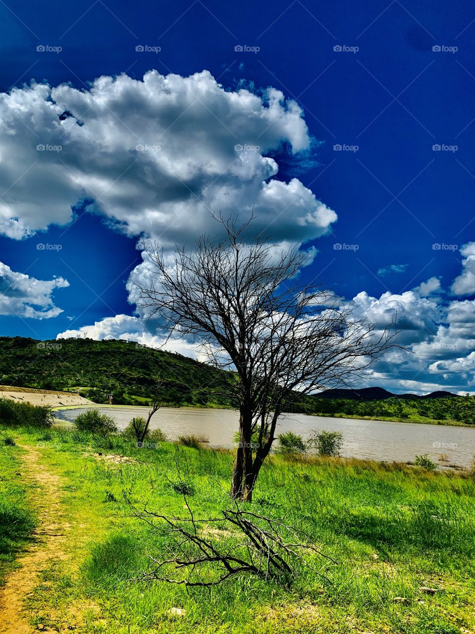 View of the dead wood at the lakeside 