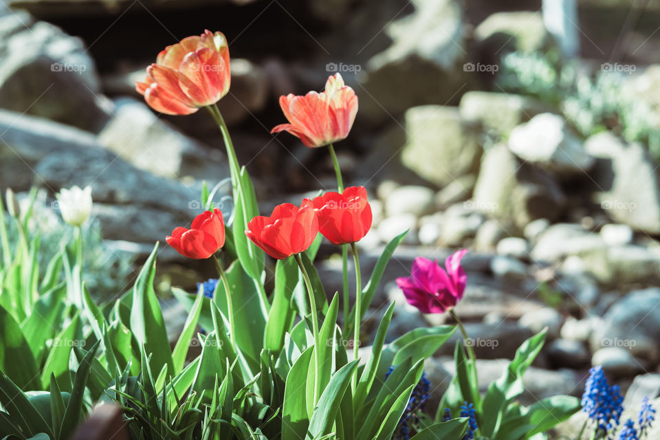 spring flowers