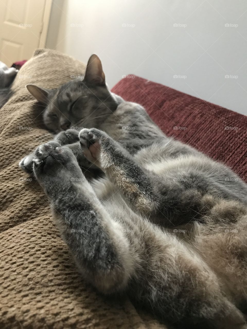 Lazy Kitten