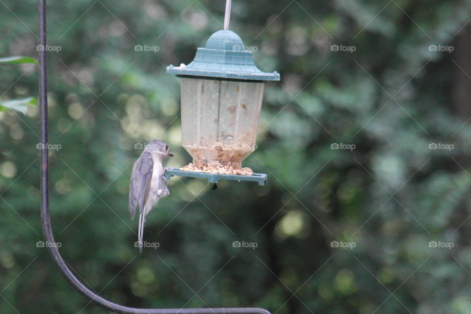 Tufted titmouse bird