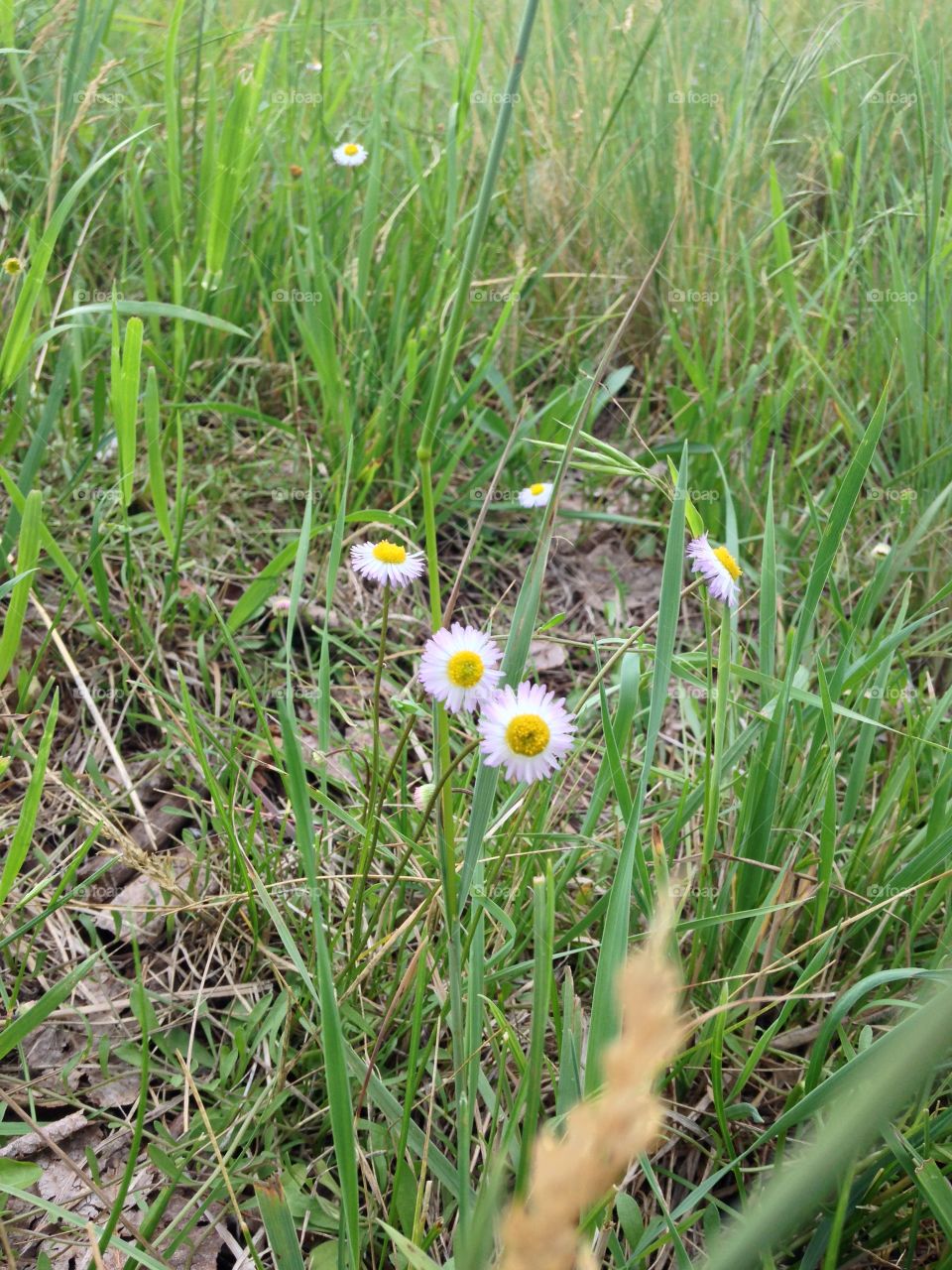 Mountaintop daisies . Came upon these daisies while exploring the wooded mountain at around 9500 feet