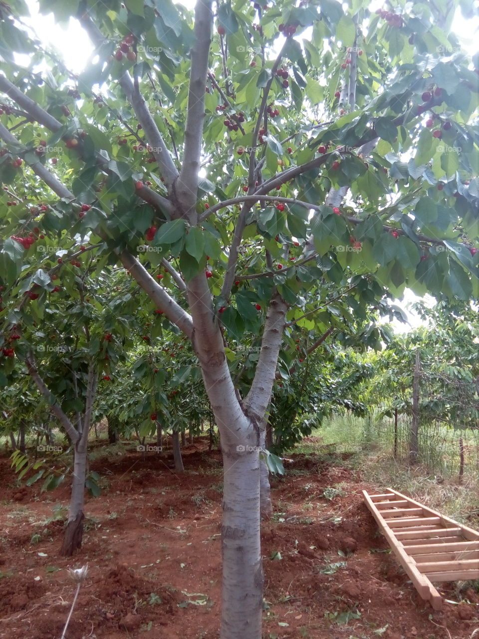 Tree, Leaf, Agriculture, Nature, Fruit