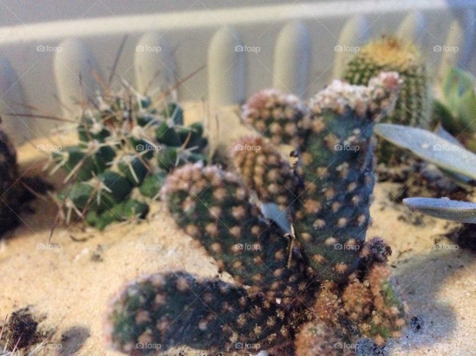 Assortment of cacti 