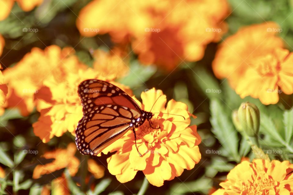 Marigolds and butterflies 
