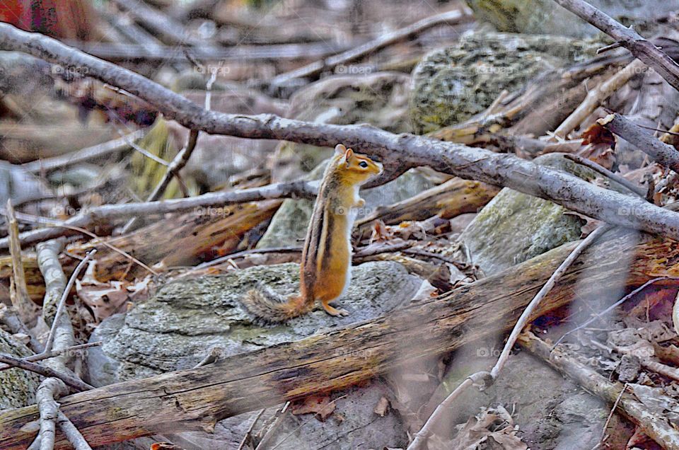 Chippy keeping an eye out on those pesky squirrels. This chipmunk has been borrowing under the brush and has been gathering nuts left from the  droppings from my black walnut tree last fall.