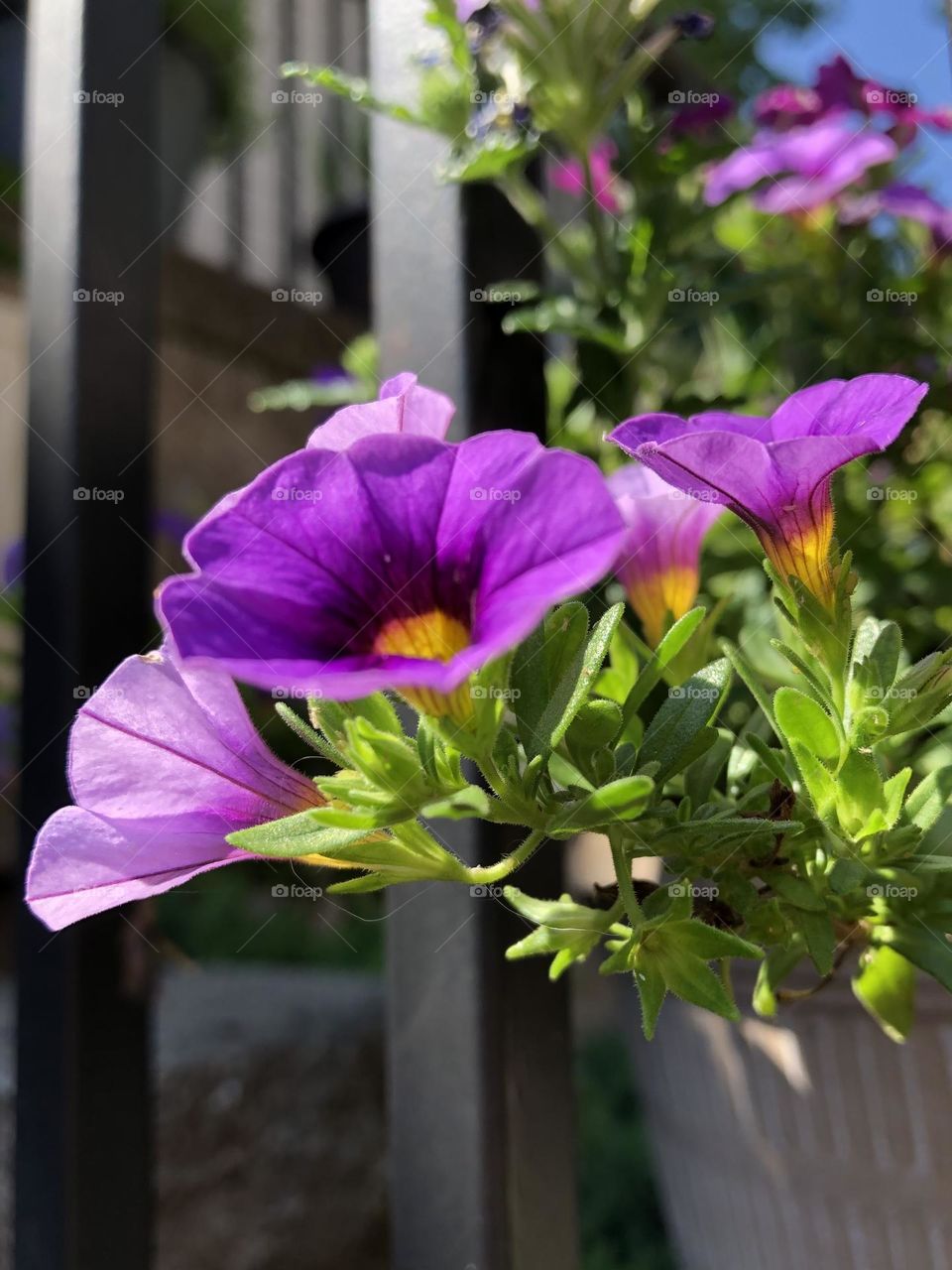 Pretty purple petunias blooming in backyard container gardening patio plants flowers summer neighborhood landscaping