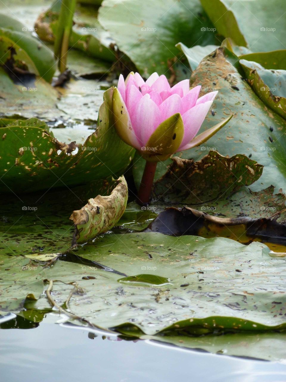 Water Lilly with Leaves