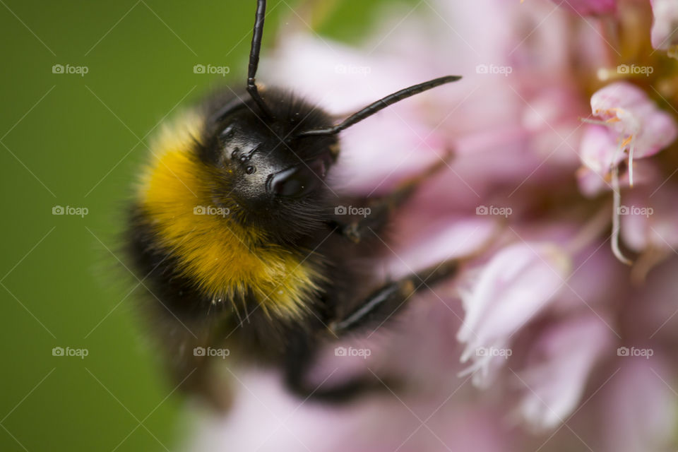 Extreme close up of a bee on flower