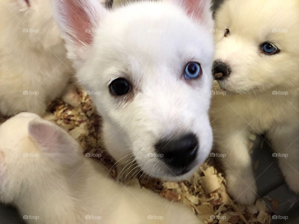 Box of white puppies.