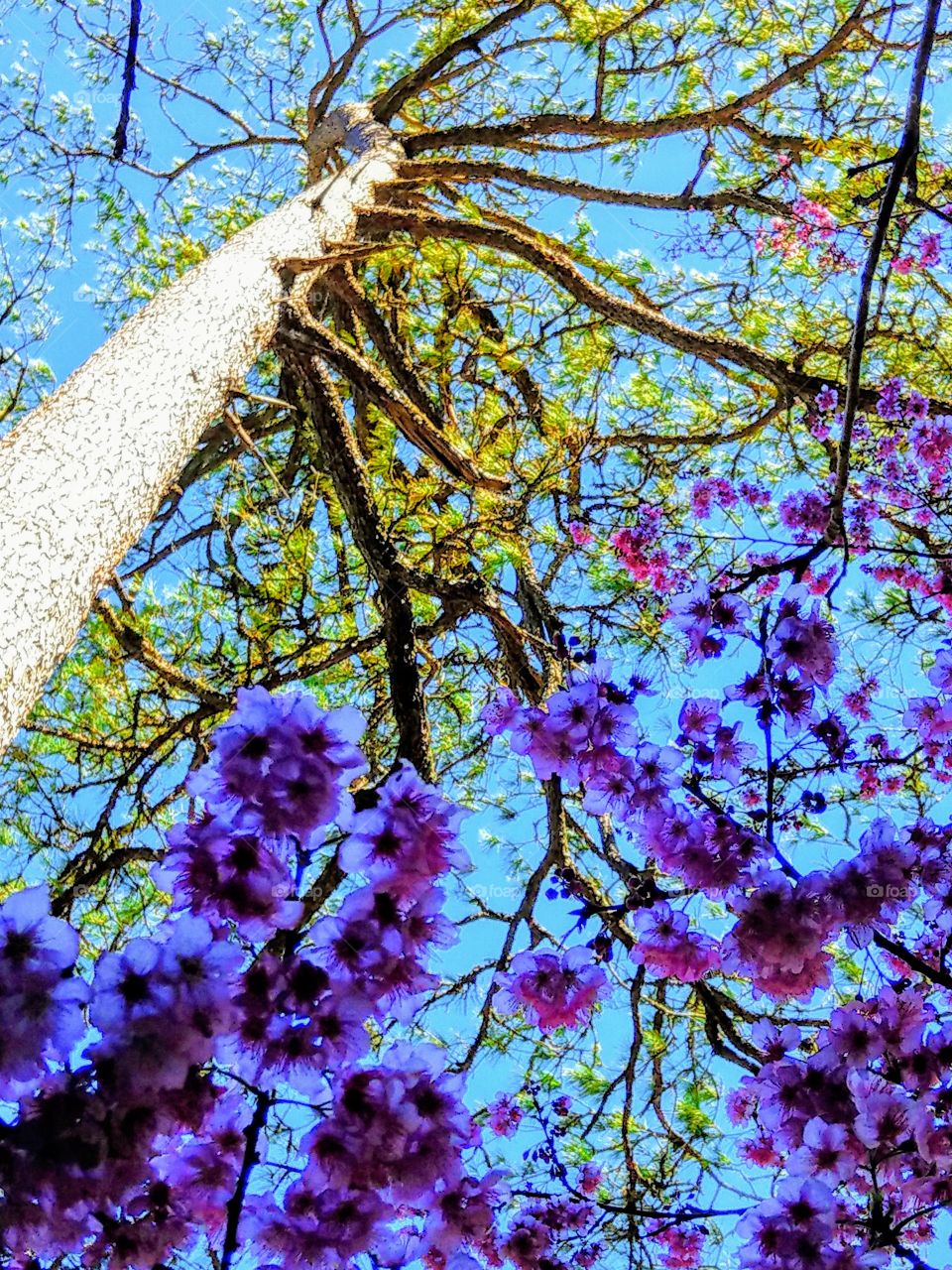 Kneeling under the cherry tree, took a backlighting photo, stronglight made the pine tree leaves bright golden color, but the cherry flowers became darker purple  color, the pine with the cherry flowers got a beautiful composition fortunately.