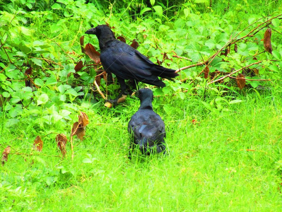 beautiful black Indian jungle crow or Corvus culminatus
