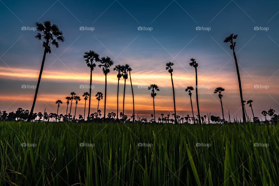 Sunrise at Dong Tan, Pathum Thani