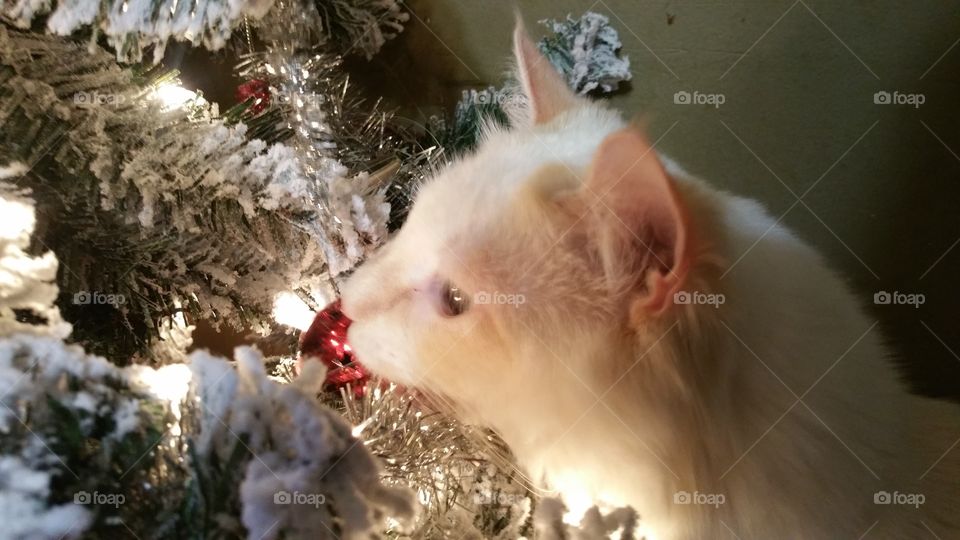 white cat looking at Christmas tree decoration up close on tree