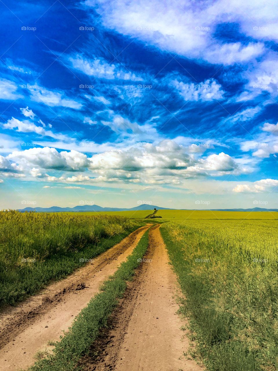 landscape in vojvodina (serbia)