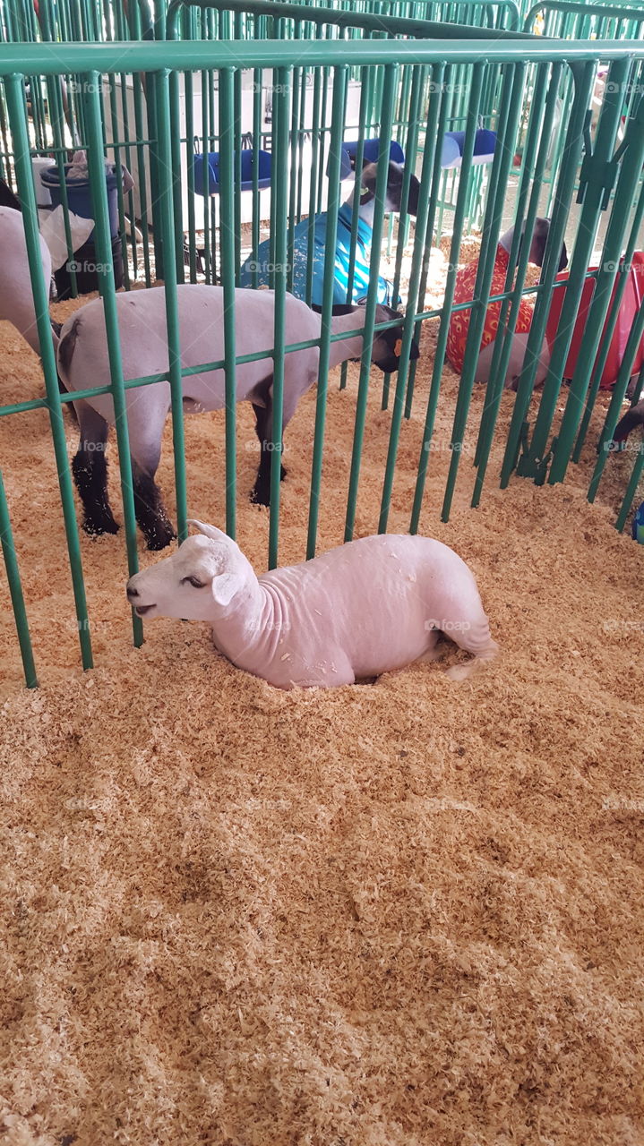 shaved sheep