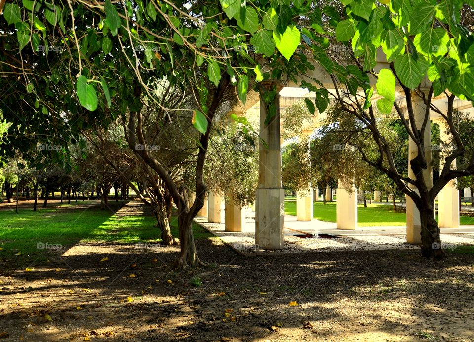 Shadows in the park