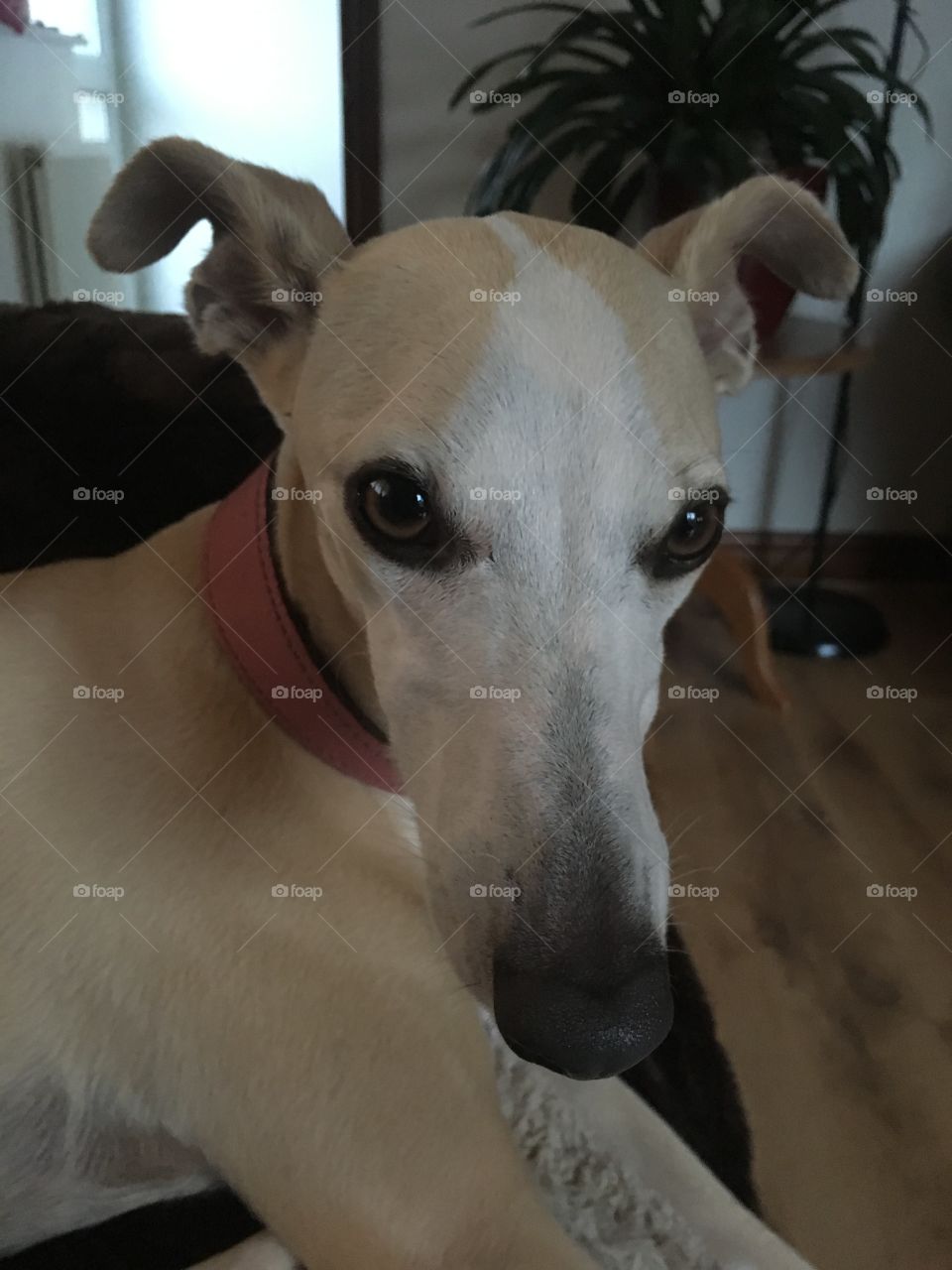 Hennie the cream fawn whippet dog in close up showing her face looking at the camera 