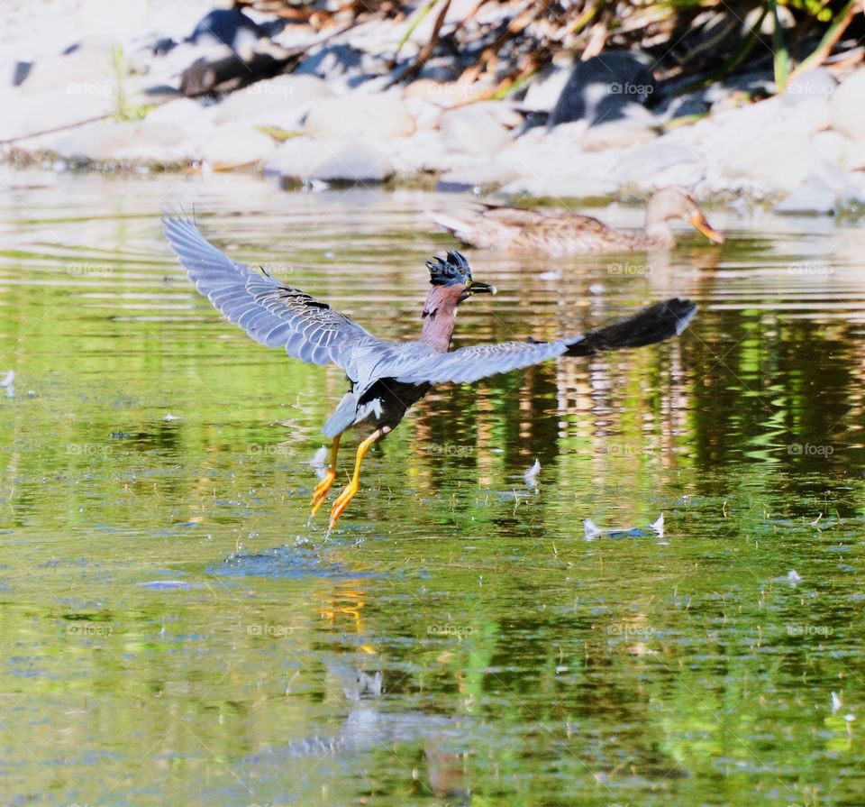 blue heron, wings spread wide open fishing in a duck pond.
