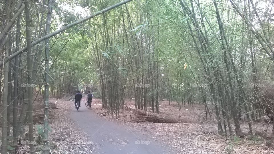 BAMBOO FOREST