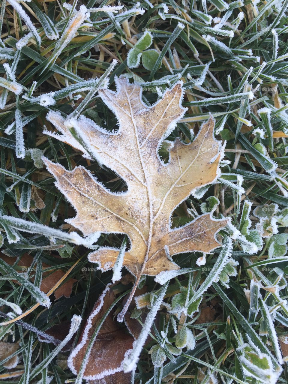 Frost leaf Deep November 