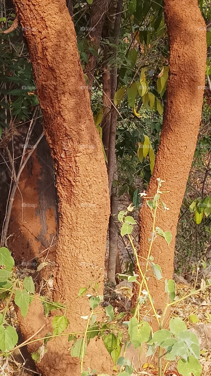 This tree is fully cover of red soil and very beautyfull.