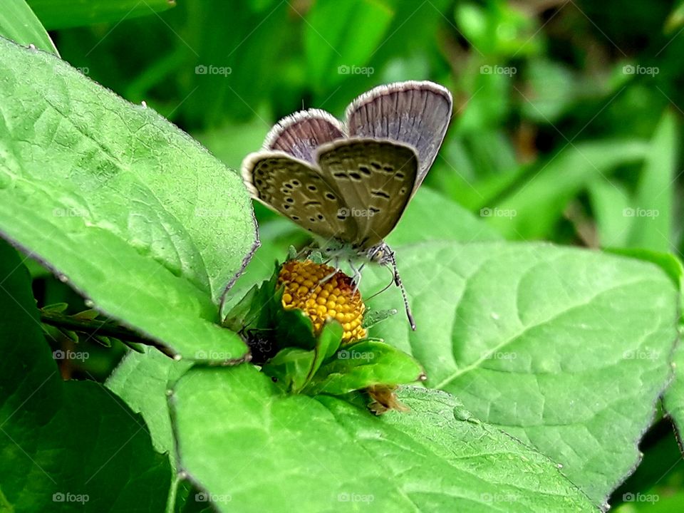A littile butterfly sitting on a wild hurbs flower