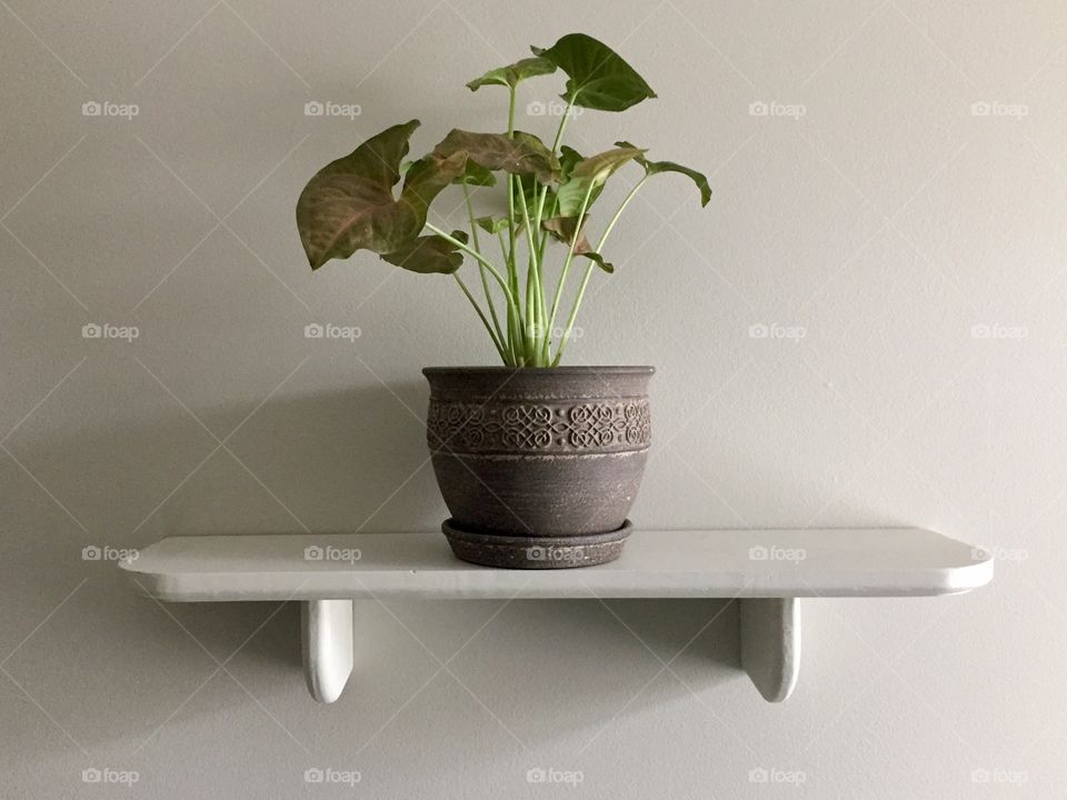 Plant on a Shelf