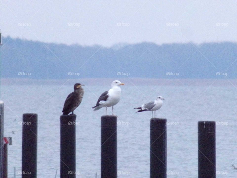 Wasservögel machen Pause