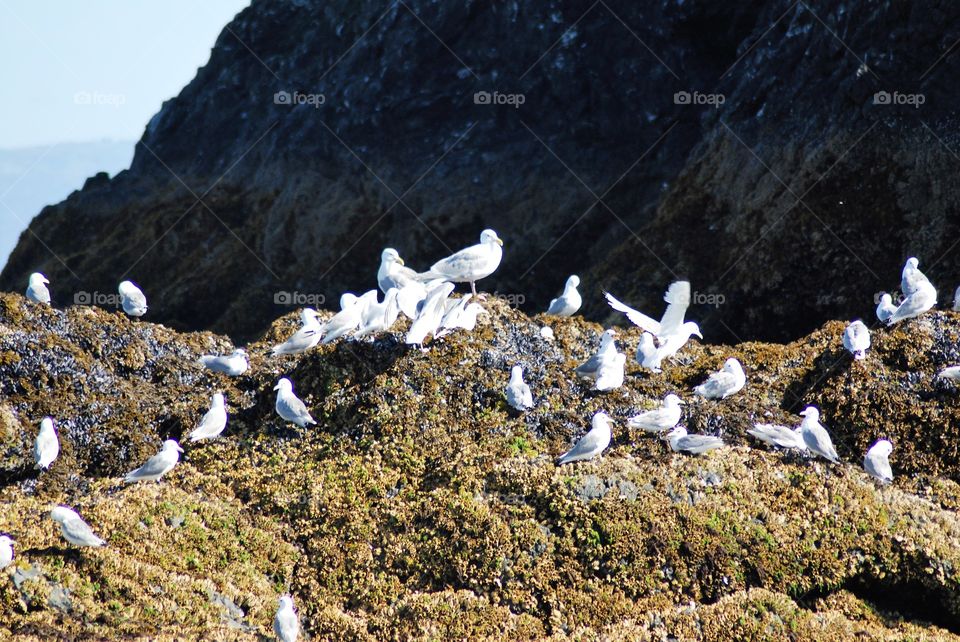 Assortment of gulls on Gull Island