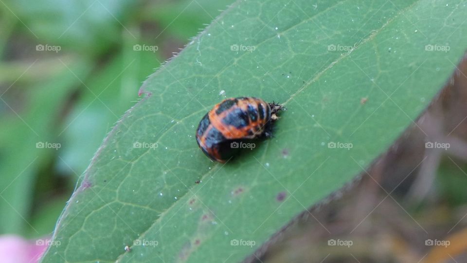 macro.  bug on a leaf. invertebrate.  united Kingdom