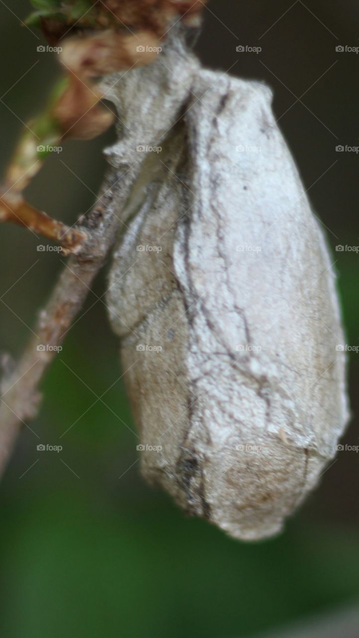 moth cocoon