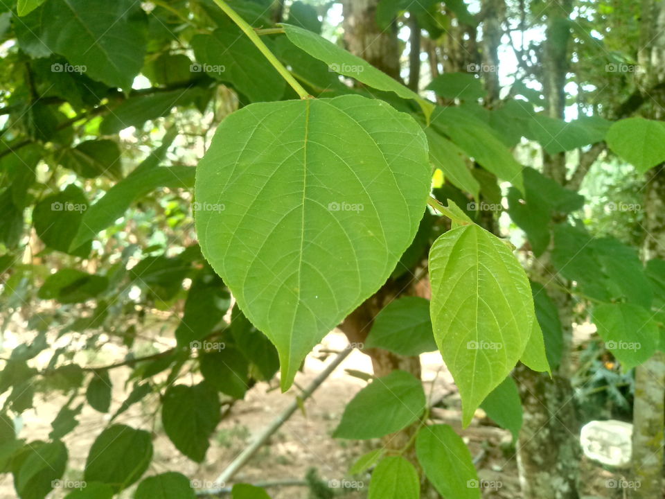 NATURE NATURAL ENVIRONMENT BRANCH LEAF TREES