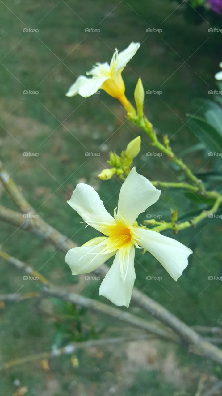 Plumeria