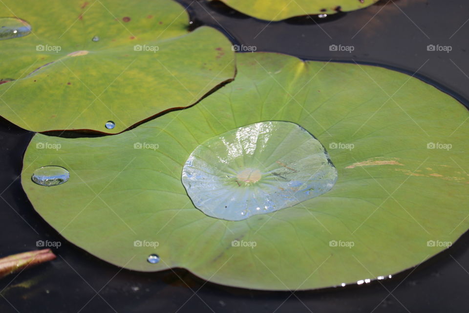 Lily Pad